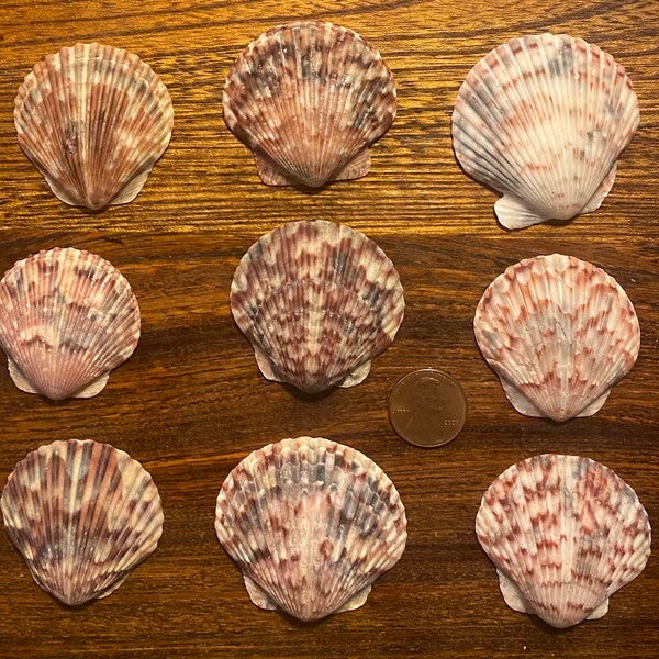 Nine Select Large Multi-Colored Scallop Shells