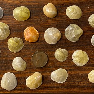 15 Small Round mostly gold Jingle Shells