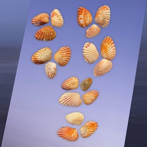 Puede incluir: Una colección de 13 conchas marinas en varios tonos de naranja y marrón, dispuestas en un patrón sobre un fondo azul claro.