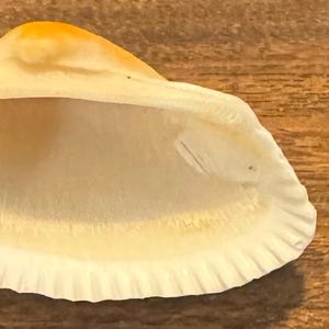 Many Ribbed Ark Shell Beautiful Cut-ribbed Ark Shell - Etsy