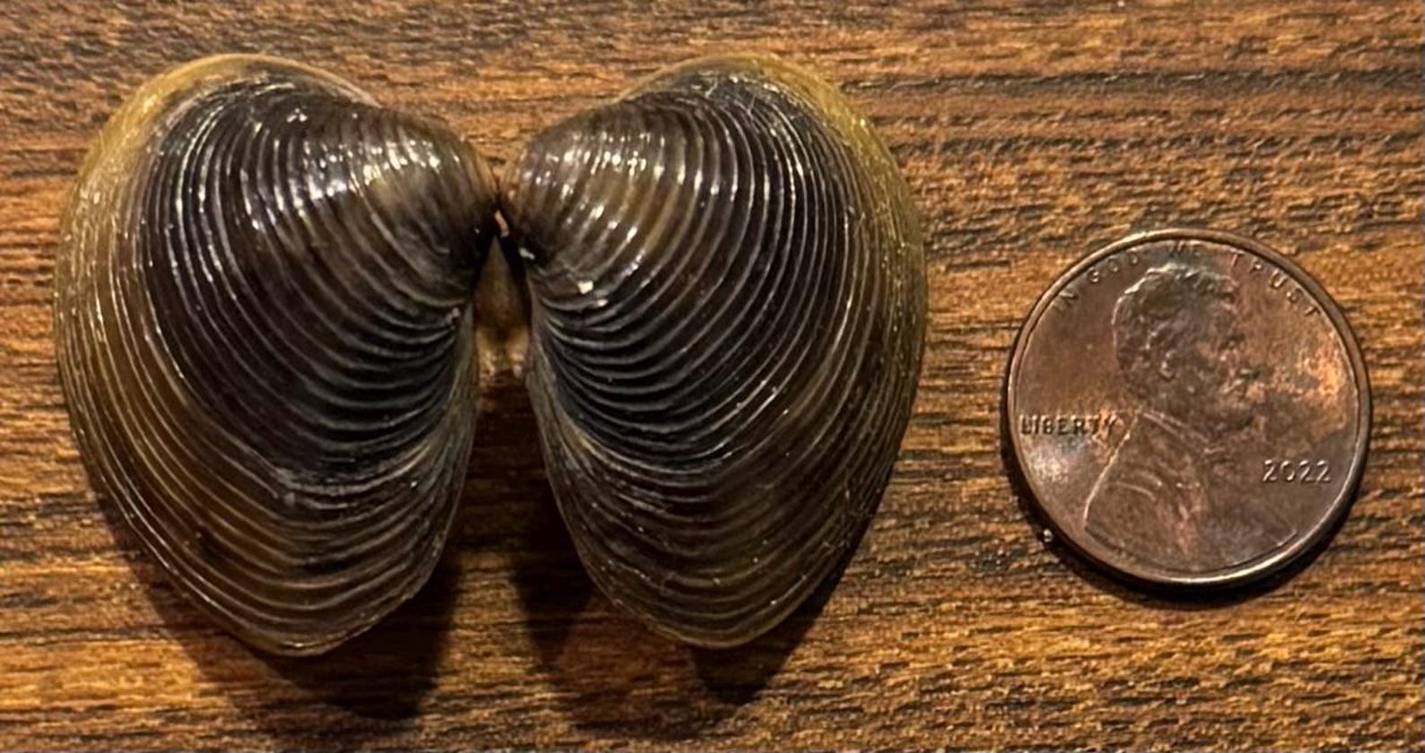 A Set of Asian Clam Shells - Etsy