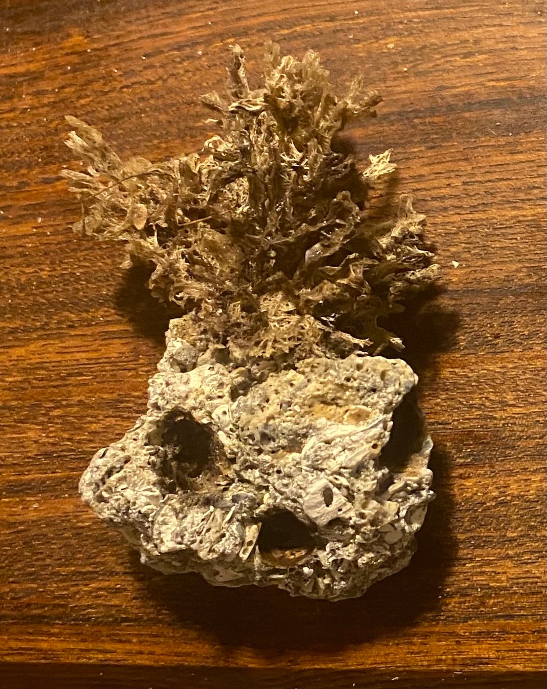 Shrunken Pigmys Head - Etsy