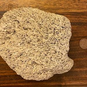 Large Petrified Silver Snail Colony
