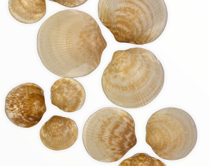 Eleven Giant Bittersweet Shells - Etsy
