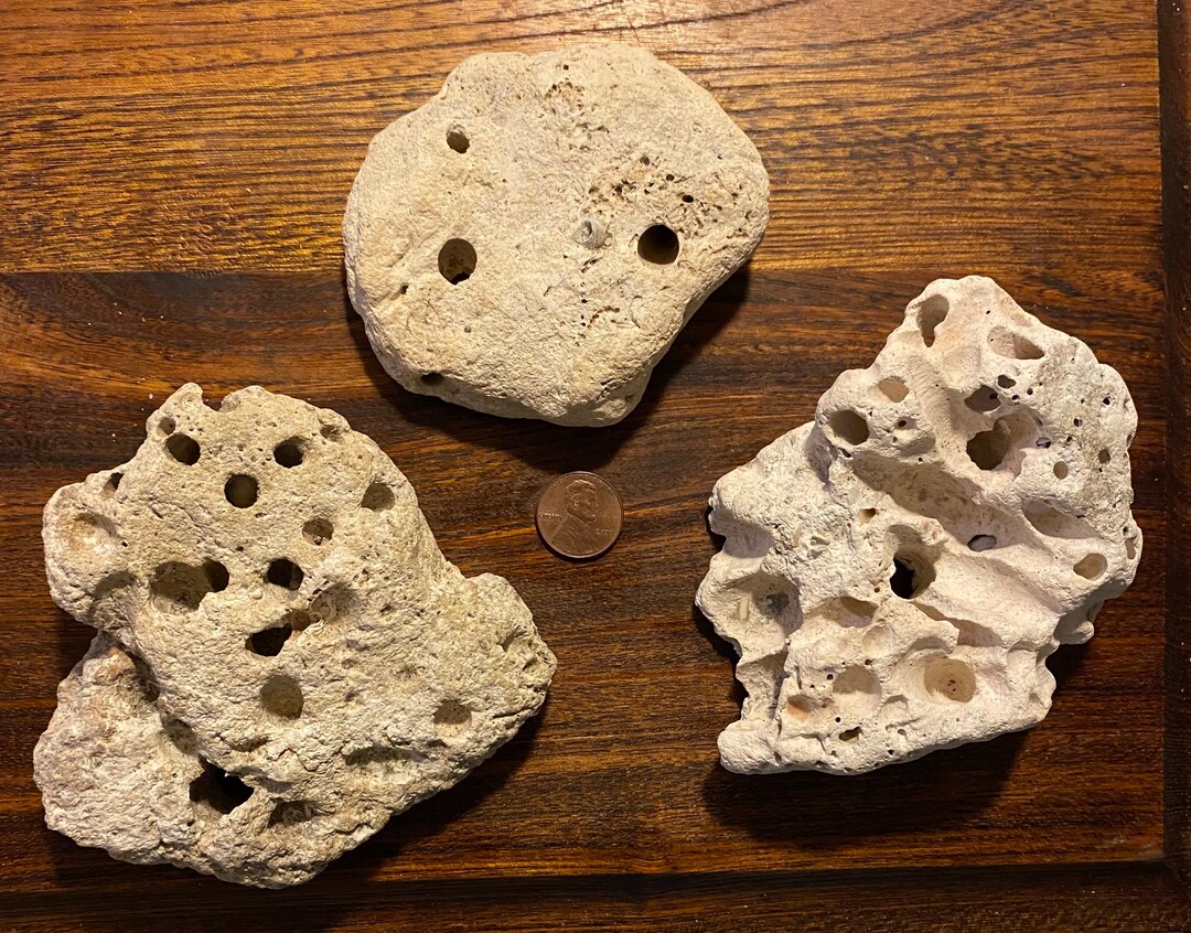 Comercial Shell Rocks Three Flat White Shell Rocks - Etsy