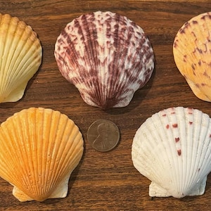 Könnte beinhalten: Sortiment aus sechs Jakobsmuscheln mit verschiedenen Farben und Mustern. Die Muscheln sind in zwei Reihen zu je drei auf einer Holzoberfläche angeordnet.