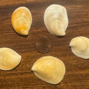 Könnte beinhalten: Fünf Muscheln in verschiedenen Formen und Größen, mit einem Cent-Stück in der Mitte. Die Muscheln sind hauptsächlich cremefarben und gelb, mit einigen orangefarbenen und braunen Farbtönen. Die Muscheln liegen auf einer dunklen Holzoberfläche.