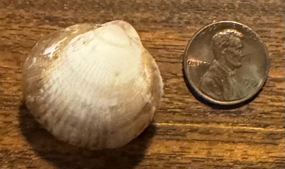 Set (both Halves) of Bittersweet Shells - Etsy