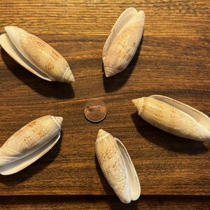 Five Excellent Large Lettered Olive Shells