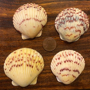 Four Excellent Matching Select Large Scallop Shells