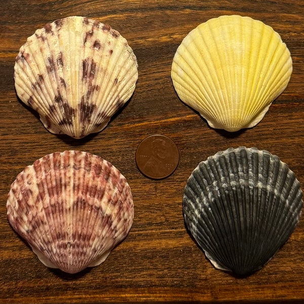 Eight Extra Large Scallop Shells