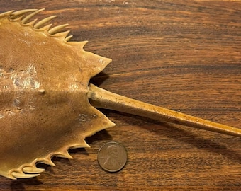 本物のカブトガニ - カブトガニの脱皮 - Etsy 日本