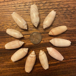 Eleven Small Lettered Olive Shells