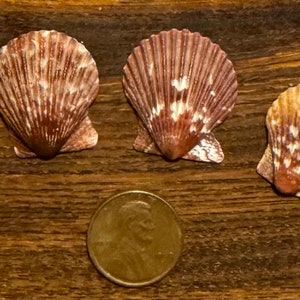 Five Select Medium-Small Thistle Scallop Shells