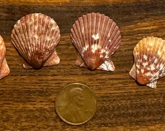 Five Select Medium-Small Thistle Scallop Shells