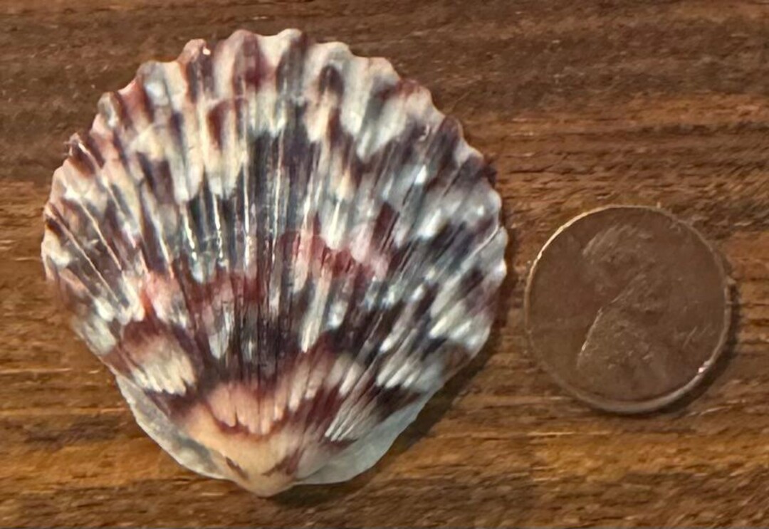 Rust Scallop Shell A Multicolored Wavy Scallop Shell - Etsy