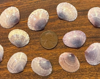 Eleven Medium Purplish Semele Shells