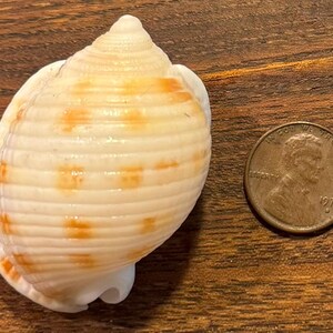 Puede incluir: Concha marina con forma de espiral, con un patrón de manchas crema y naranja. Una moneda está al lado para comparar el tamaño. La concha está sobre una superficie de madera.