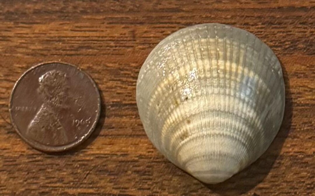 A Striped Fossil Bittersweet Shell - Etsy
