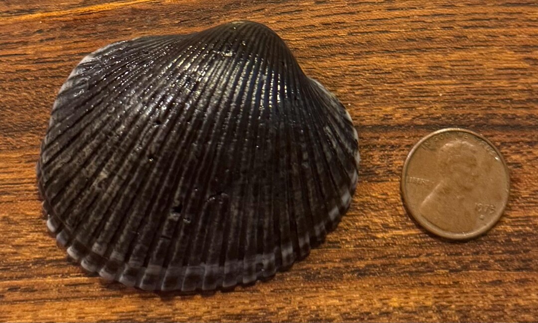 Rare Black Large Blood Ark Shell - Etsy