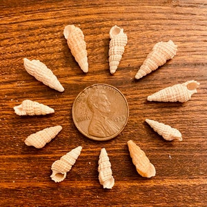 May include: A collection of 11 small, white seashells arranged in a circle around a 1975 US penny. The penny has the words "In God We Trust" and "Liberty" on it.