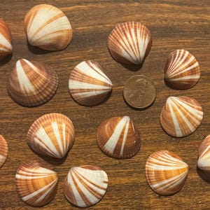 May include: A collection of seashells with brown and white striped patterns. The shells are arranged on a wooden surface, with a penny included for size reference. The shells vary in size and shape.