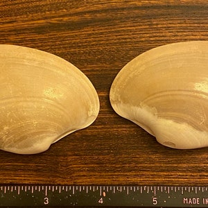以下が含まれることがあります： 濃い茶色の木製の表面に、ベージュ色の二枚貝の貝殻が2つ並べて置かれています。貝殻はそれぞれ約7.5cmの長さです。画像の下部には、白い目盛りがついた黒い定規が見えます。