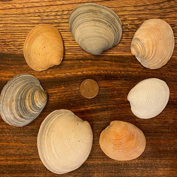 Seven Select Small Quahog Shells