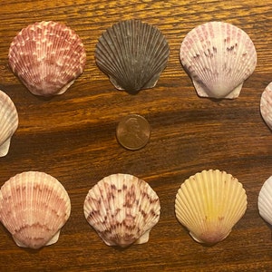 Nine Select Large Scallop Shells