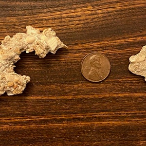 Natural Shell Rock Art: A Dragon and a Fish