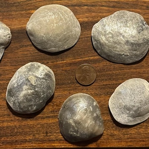 May include: A collection of ten gray and white clam shells on a wooden surface. The shells are various sizes and shapes.
