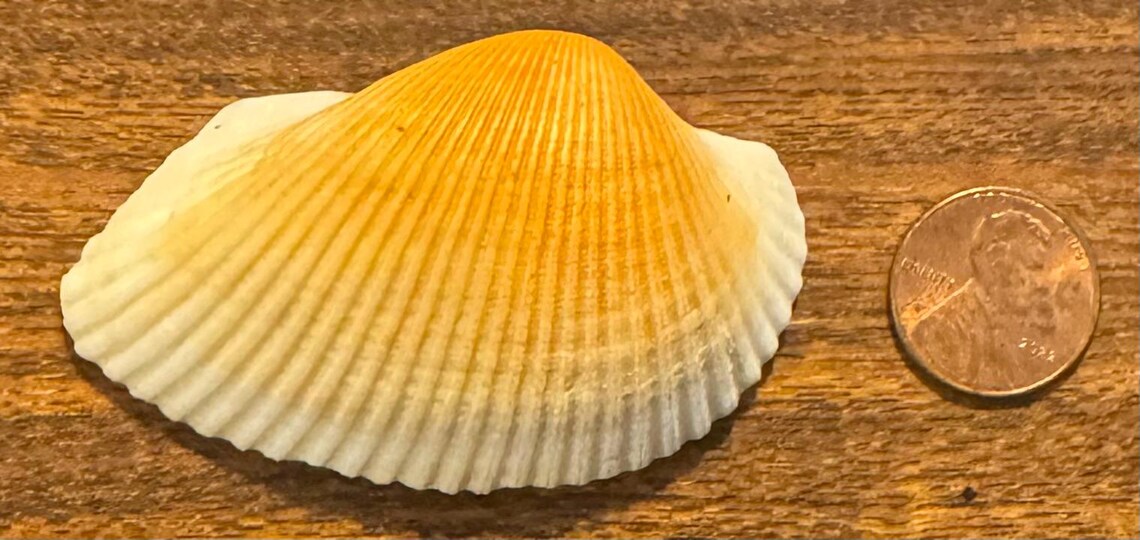 Many Ribbed Ark Shell Beautiful Cut-ribbed Ark Shell - Etsy