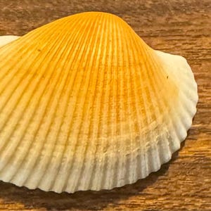 Many Ribbed Ark Shell Beautiful Cut-ribbed Ark Shell - Etsy