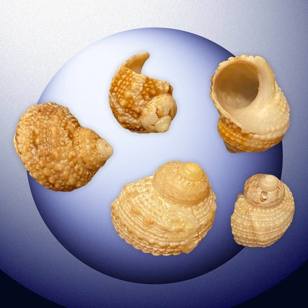 5 Chestnut Turban Shells