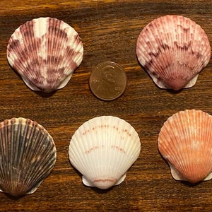 Nine Excellent Select Medium-Large Scallop Shells