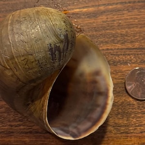 May include: A large, textured snail shell with a dark brown and olive green exterior. The interior of the shell is a glossy, dark brown. A penny is next to the shell for size comparison.