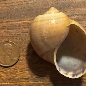 May include: A tan, spiral-shaped seashell with a smooth, rounded exterior and a wide, hollow opening. The shell is positioned next to a copper-colored United States one-cent coin, which provides a clear visual reference for its small scale.