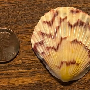 May include: A colorful seashell with a fan-like shape, featuring a pattern of cream, yellow, and burgundy stripes. A U.S. penny is next to the shell for size comparison. The shell is on a wooden surface.