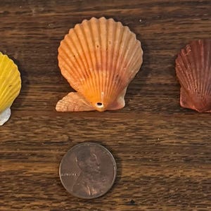 以下が含まれることがあります： 木製の表面に、黄色、オレンジ、紫など、さまざまな色の貝殻が5つ並んでいます。中央近くに1セント硬貨が置かれています。貝殻は、質感のある隆起を持つ扇形をしています。