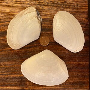 Three Rare Giant White Fragile Surf Shells