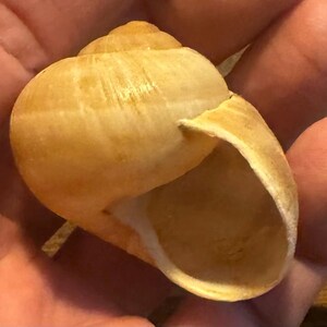 Może przedstawiać: Naturalna, jasno-beżowa muszla o spiralnym kształcie i szerokim otworze. Muszla ma gładką, błyszczącą powierzchnię z subtelnymi odcieniami koloru i faktury. Wnętrze muszli jest jaśniejsze.