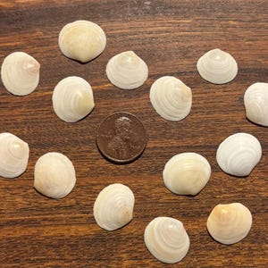 Puede incluir: Una colección de pequeñas conchas blancas y una moneda de un centavo sobre una superficie de madera oscura. Las conchas son lisas, redondeadas y con estrías, con una gama de colores que va del blanco al crema.