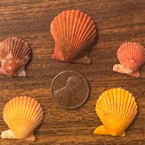 Peut inclure: Cinq coquillages aux tons orange, rose et jaune sont disposés autour d'une pièce de monnaie sur une surface en bois. Les coquillages ont une forme en éventail avec des textures nervurées. La pièce est de couleur cuivrée.