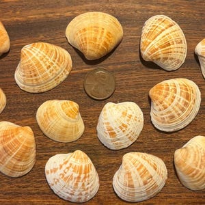 May include: A collection of seashells in various sizes and shapes, with a range of colors from cream to light brown. A US penny is included for size comparison. The shells are arranged on a dark wooden surface.