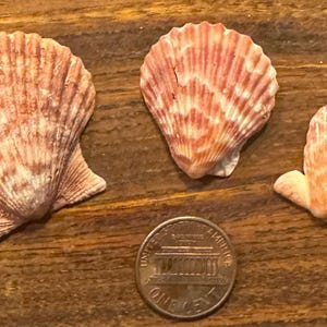 Peut inclure: Trois coquilles Saint-Jacques de tailles différentes, avec un motif rose et blanc, sur une surface en bois. Les coquilles sont disposées en rangée, la plus grande à gauche et la plus petite à droite.