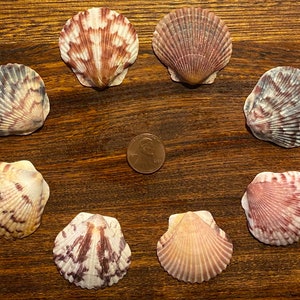 Eight Select Medium-Large Scallop Shells