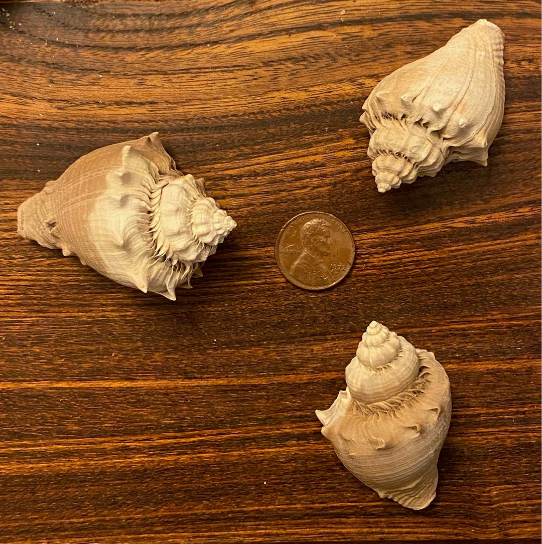 Three Select Archaic King’s Crown Conch Shells - Etsy
