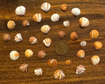 31 Micro Sunburst Spectral Bittersweet Shells