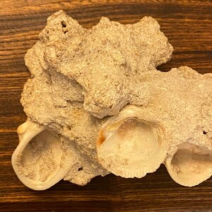 Excellent White Sandstone Shell Rock