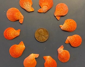 Eleven Small Orange S. Scallop Shells